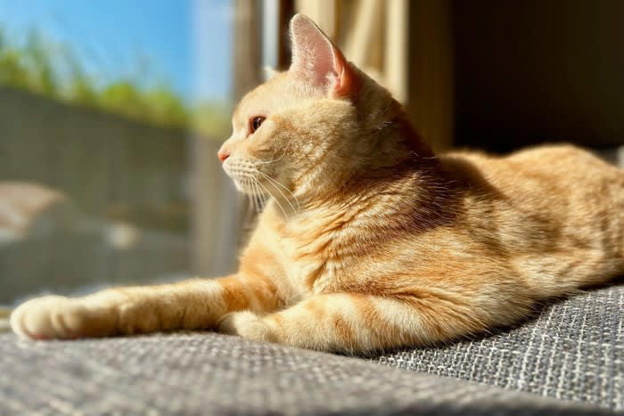 1.自動で動くおもちゃを活用する, 2.キャットタワーで上下運動を促す, 3.知育トイで頭を使った遊びを取り入れる, 4.窓辺を活用した外観察スペースを作る, 5.隠れ場所を用意する