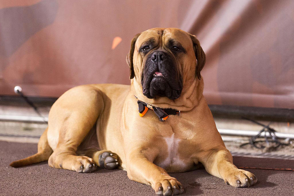 Chow Chow, Bullmastiff, Chihuahua, Boston Terrier, Basset Hound, French Bulldog, Lhasa Apso, Greyhound, Miniature Schnauzer, Shar Pei, Dachshund , Labradoodle, Scottish Terrier, English Foxhound, Small Munsterlander Pointer, Otterhound, Shiba Inu, Bull Terrier, Golden Retriever