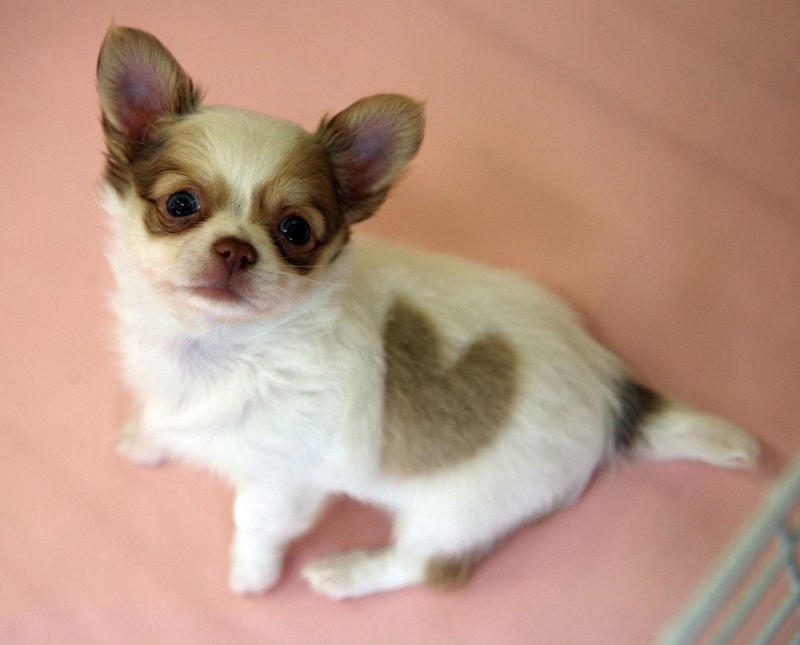 Chow Chow, Bullmastiff, Chihuahua, Boston Terrier, Basset Hound, French Bulldog, Lhasa Apso, Greyhound, Miniature Schnauzer, Shar Pei, Dachshund , Labradoodle, Scottish Terrier, English Foxhound, Small Munsterlander Pointer, Otterhound, Shiba Inu, Bull Terrier, Golden Retriever