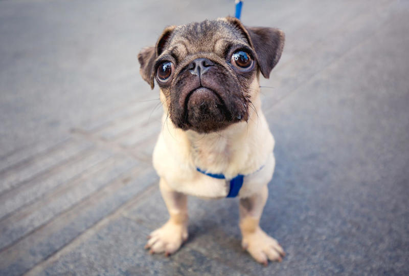 Chow Chow, Bullmastiff, Chihuahua, Boston Terrier, Basset Hound, French Bulldog, Lhasa Apso, Greyhound, Miniature Schnauzer, Shar Pei, Dachshund , Labradoodle, Scottish Terrier, English Foxhound, Small Munsterlander Pointer, Otterhound, Shiba Inu, Bull Terrier, Golden Retriever