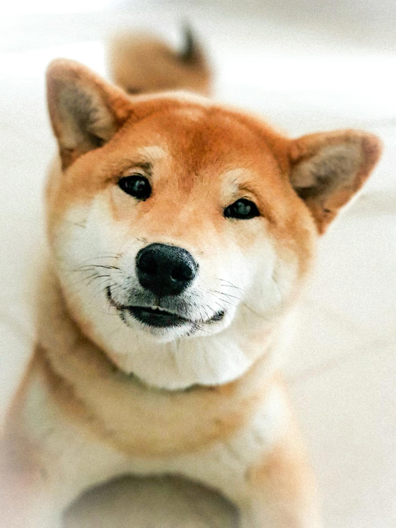 Chow Chow, Bullmastiff, Chihuahua, Boston Terrier, Basset Hound, French Bulldog, Lhasa Apso, Greyhound, Miniature Schnauzer, Shar Pei, Dachshund , Labradoodle, Scottish Terrier, English Foxhound, Small Munsterlander Pointer, Otterhound, Shiba Inu, Bull Terrier, Golden Retriever