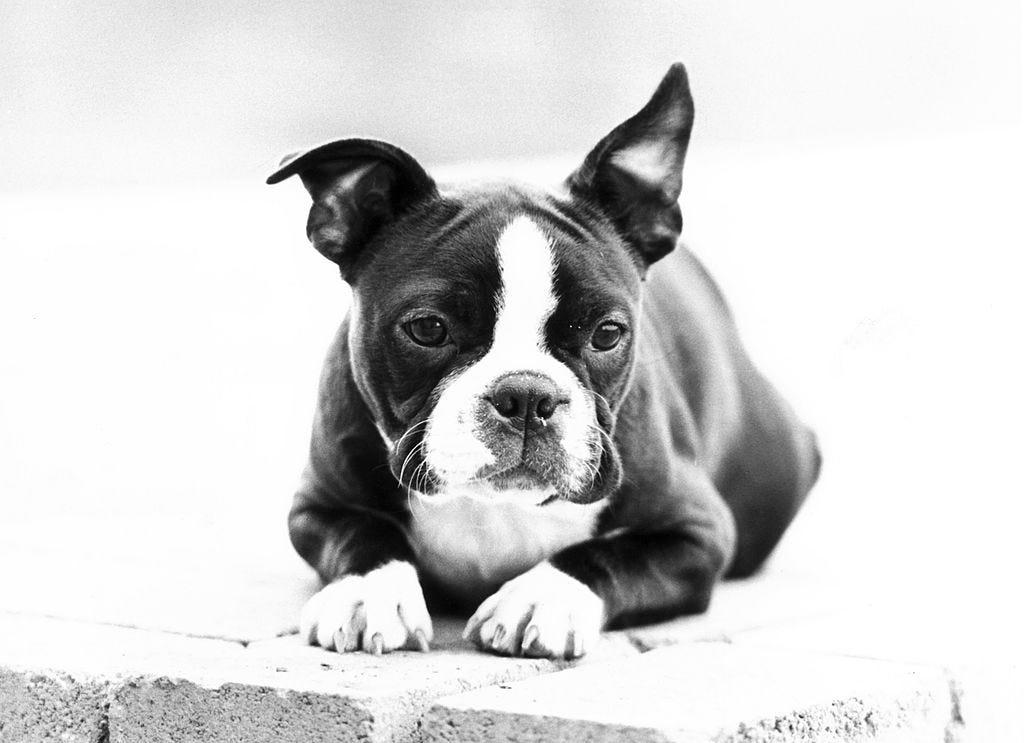 Chow Chow, Bullmastiff, Chihuahua, Boston Terrier, Basset Hound, French Bulldog, Lhasa Apso, Greyhound, Miniature Schnauzer, Shar Pei, Dachshund , Labradoodle, Scottish Terrier, English Foxhound, Small Munsterlander Pointer, Otterhound, Shiba Inu, Bull Terrier, Golden Retriever