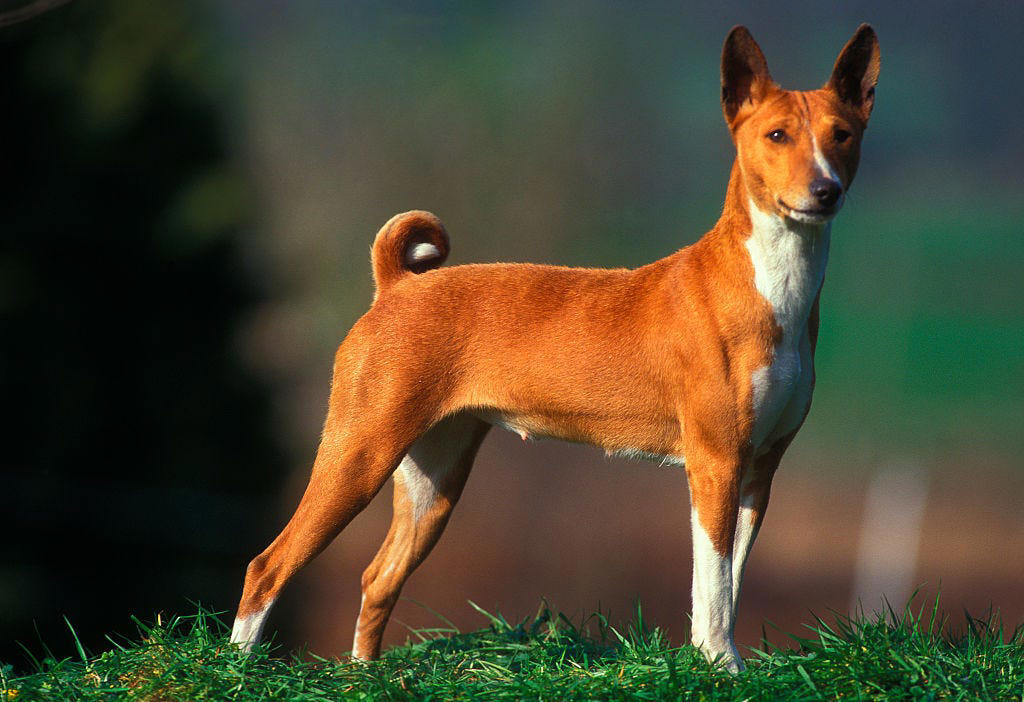 Chow Chow, Bullmastiff, Chihuahua, Boston Terrier, Basset Hound, French Bulldog, Lhasa Apso, Greyhound, Miniature Schnauzer, Shar Pei, Dachshund , Labradoodle, Scottish Terrier, English Foxhound, Small Munsterlander Pointer, Otterhound, Shiba Inu, Bull Terrier, Golden Retriever
