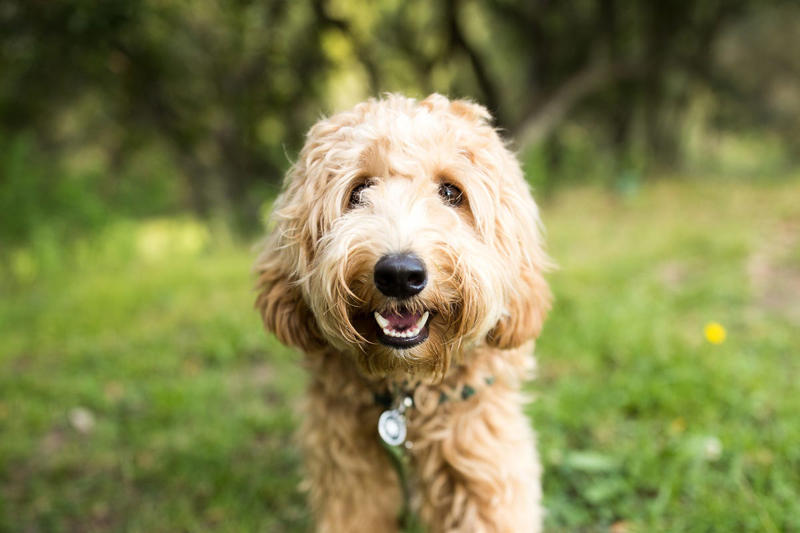 Chow Chow, Bullmastiff, Chihuahua, Boston Terrier, Basset Hound, French Bulldog, Lhasa Apso, Greyhound, Miniature Schnauzer, Shar Pei, Dachshund , Labradoodle, Scottish Terrier, English Foxhound, Small Munsterlander Pointer, Otterhound, Shiba Inu, Bull Terrier, Golden Retriever