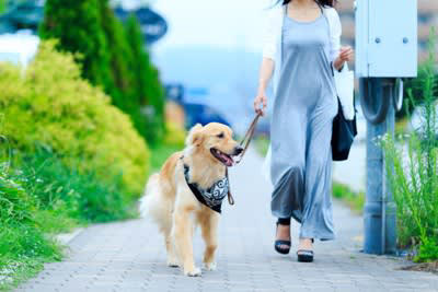 犬の散歩に行ってはいけない『NGタイミング』５選, 1.ご飯を食べた直後, 2.夏場の暑い時間帯, 3.雷が鳴っているとき, 4.天候が極端に悪いとき, 5.体調に懸念があるとき, 犬の散歩に適切な時間帯は？