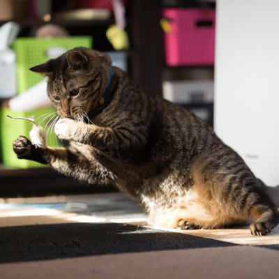 1.自動で動くおもちゃを活用する, 2.キャットタワーで上下運動を促す, 3.知育トイで頭を使った遊びを取り入れる, 4.窓辺を活用した外観察スペースを作る, 5.隠れ場所を用意する