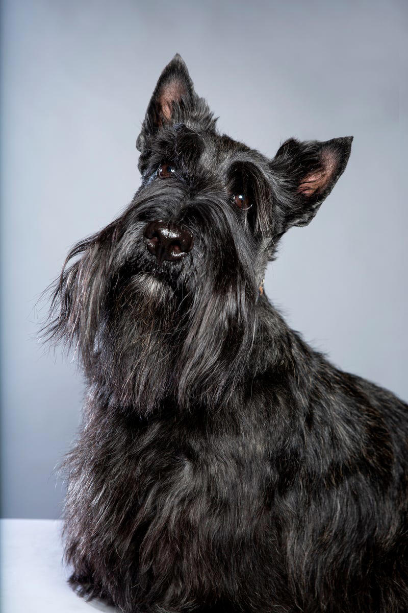 Chow Chow, Bullmastiff, Chihuahua, Boston Terrier, Basset Hound, French Bulldog, Lhasa Apso, Greyhound, Miniature Schnauzer, Shar Pei, Dachshund , Labradoodle, Scottish Terrier, English Foxhound, Small Munsterlander Pointer, Otterhound, Shiba Inu, Bull Terrier, Golden Retriever