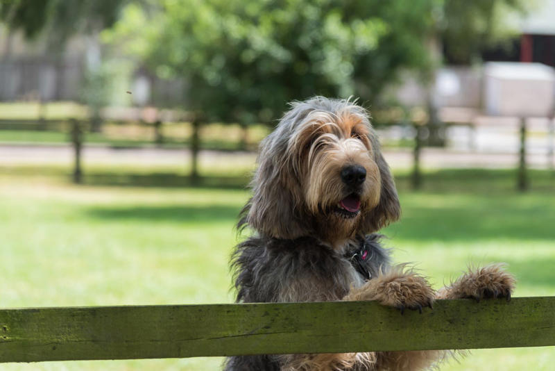 Chow Chow, Bullmastiff, Chihuahua, Boston Terrier, Basset Hound, French Bulldog, Lhasa Apso, Greyhound, Miniature Schnauzer, Shar Pei, Dachshund , Labradoodle, Scottish Terrier, English Foxhound, Small Munsterlander Pointer, Otterhound, Shiba Inu, Bull Terrier, Golden Retriever