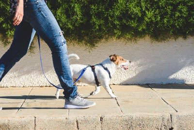 犬の散歩に行ってはいけない『NGタイミング』５選, 1.ご飯を食べた直後, 2.夏場の暑い時間帯, 3.雷が鳴っているとき, 4.天候が極端に悪いとき, 5.体調に懸念があるとき, 犬の散歩に適切な時間帯は？