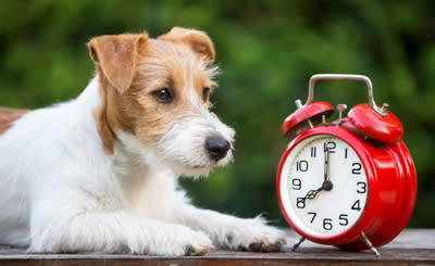 犬の散歩に行ってはいけない『NGタイミング』５選, 1.ご飯を食べた直後, 2.夏場の暑い時間帯, 3.雷が鳴っているとき, 4.天候が極端に悪いとき, 5.体調に懸念があるとき, 犬の散歩に適切な時間帯は？