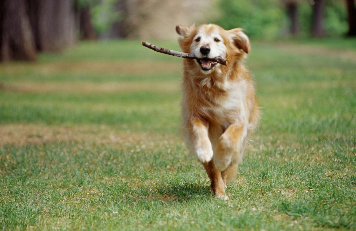 Chow Chow, Bullmastiff, Chihuahua, Boston Terrier, Basset Hound, French Bulldog, Lhasa Apso, Greyhound, Miniature Schnauzer, Shar Pei, Dachshund , Labradoodle, Scottish Terrier, English Foxhound, Small Munsterlander Pointer, Otterhound, Shiba Inu, Bull Terrier, Golden Retriever