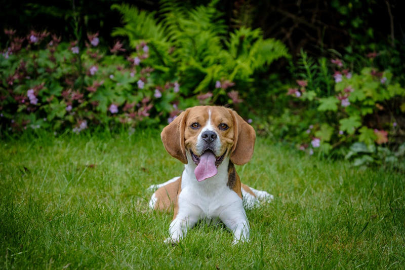 Chow Chow, Bullmastiff, Chihuahua, Boston Terrier, Basset Hound, French Bulldog, Lhasa Apso, Greyhound, Miniature Schnauzer, Shar Pei, Dachshund , Labradoodle, Scottish Terrier, English Foxhound, Small Munsterlander Pointer, Otterhound, Shiba Inu, Bull Terrier, Golden Retriever
