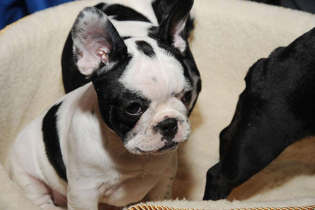 Chow Chow, Bullmastiff, Chihuahua, Boston Terrier, Basset Hound, French Bulldog, Lhasa Apso, Greyhound, Miniature Schnauzer, Shar Pei, Dachshund , Labradoodle, Scottish Terrier, English Foxhound, Small Munsterlander Pointer, Otterhound, Shiba Inu, Bull Terrier, Golden Retriever