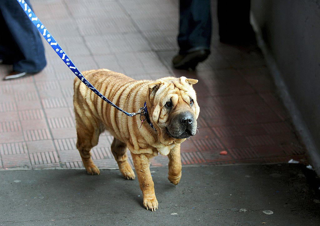 Chow Chow, Bullmastiff, Chihuahua, Boston Terrier, Basset Hound, French Bulldog, Lhasa Apso, Greyhound, Miniature Schnauzer, Shar Pei, Dachshund , Labradoodle, Scottish Terrier, English Foxhound, Small Munsterlander Pointer, Otterhound, Shiba Inu, Bull Terrier, Golden Retriever