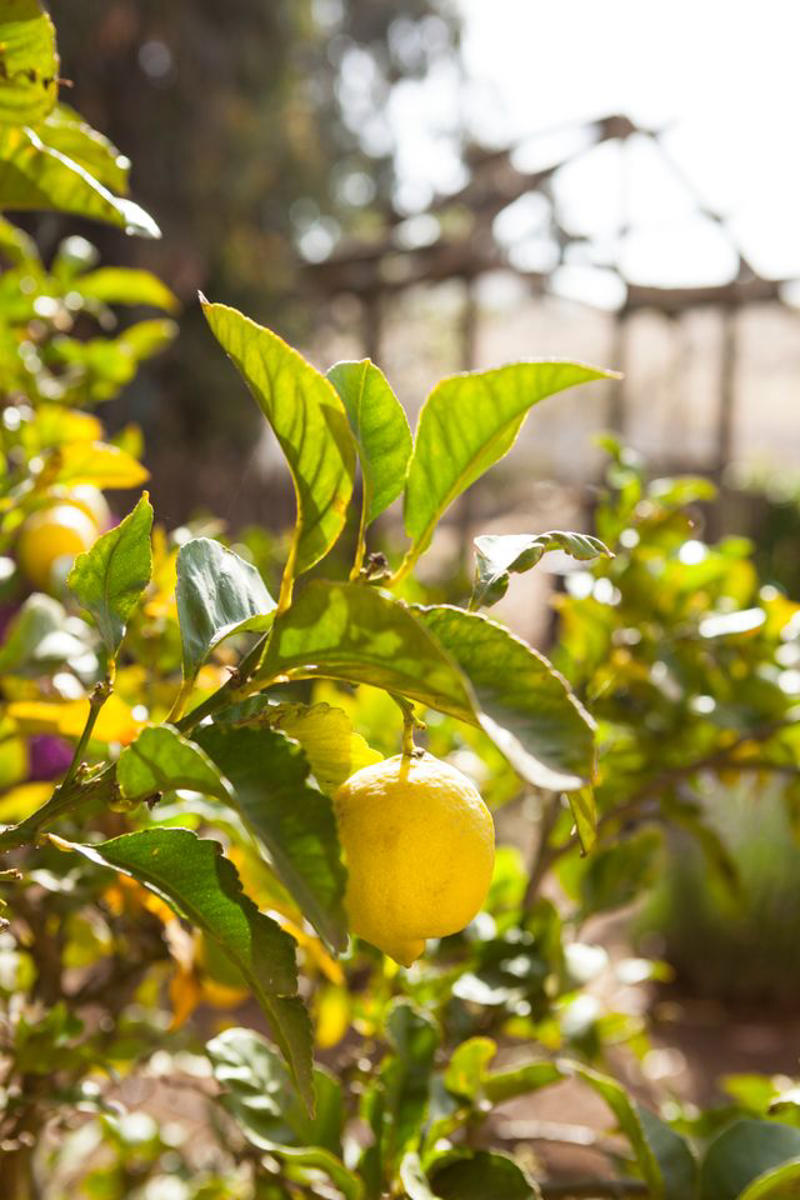 Citrus Trees, Fig Trees, Dwarf Everbearing Mulberry, Dwarf Papaya, Other Dwarf Trees