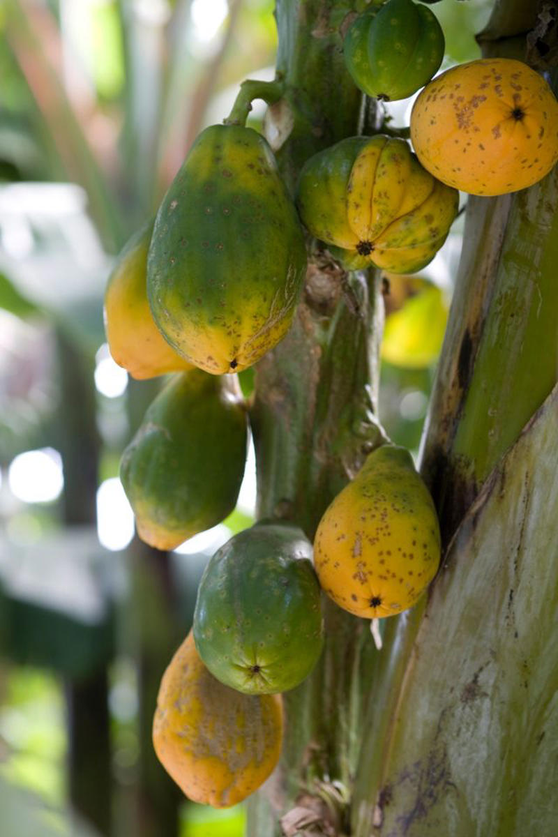 Citrus Trees, Fig Trees, Dwarf Everbearing Mulberry, Dwarf Papaya, Other Dwarf Trees