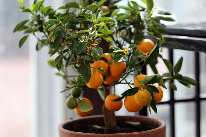 Citrus Trees, Fig Trees, Dwarf Everbearing Mulberry, Dwarf Papaya, Other Dwarf Trees