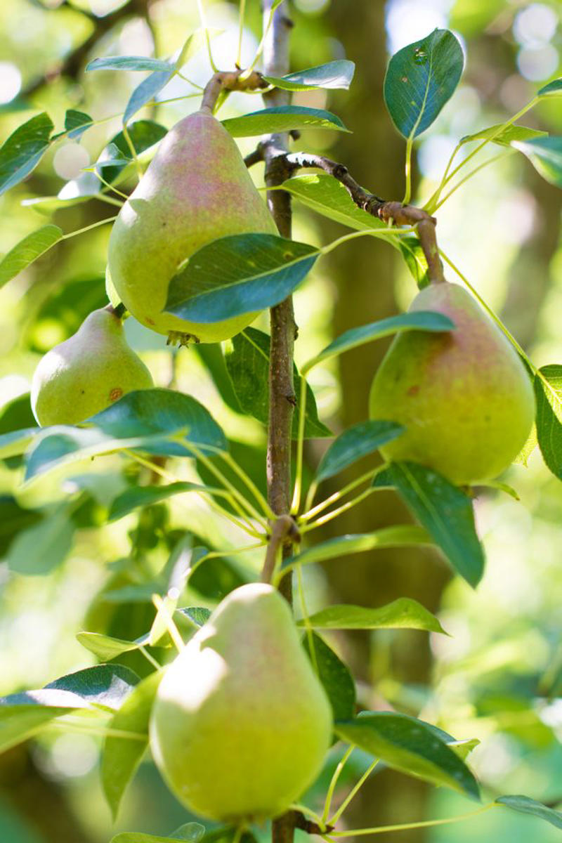 Citrus Trees, Fig Trees, Dwarf Everbearing Mulberry, Dwarf Papaya, Other Dwarf Trees