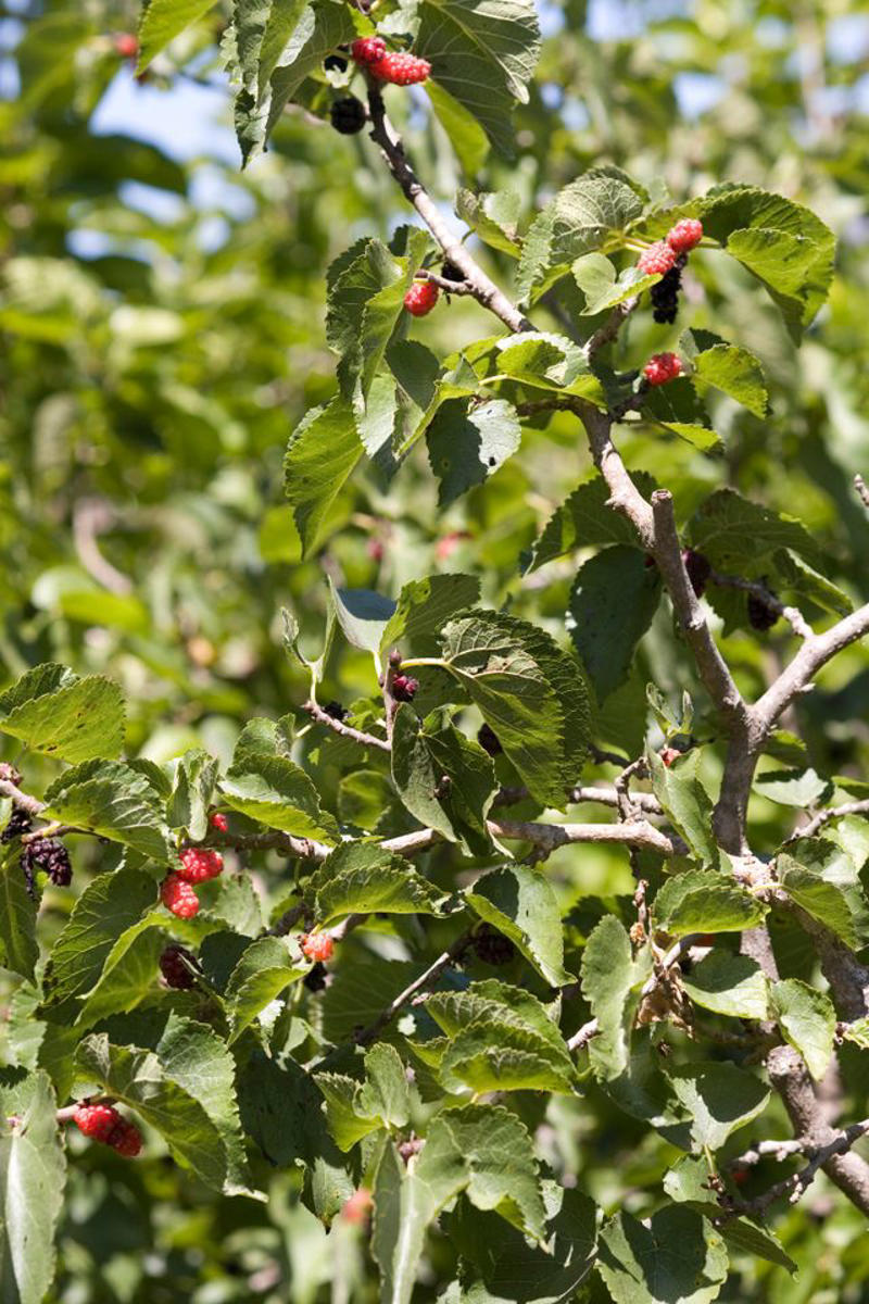 Citrus Trees, Fig Trees, Dwarf Everbearing Mulberry, Dwarf Papaya, Other Dwarf Trees