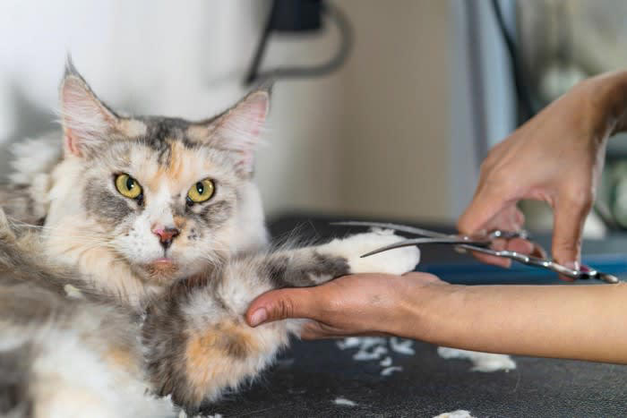 整えた方がいい理由, 足裏の毛を切る方法, お手入れのポイント, 猫のゴキゲンがいいときに行う, バリカンに慣れさせておく, 終わったらごほうびを与える