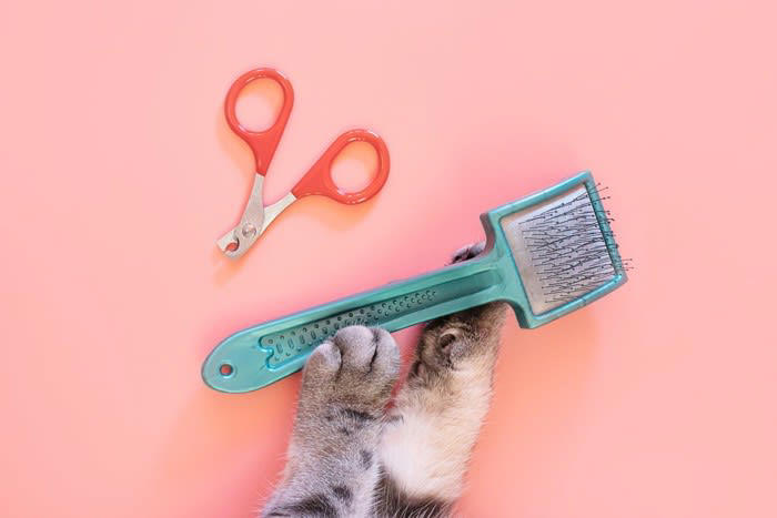 整えた方がいい理由, 足裏の毛を切る方法, お手入れのポイント, 猫のゴキゲンがいいときに行う, バリカンに慣れさせておく, 終わったらごほうびを与える