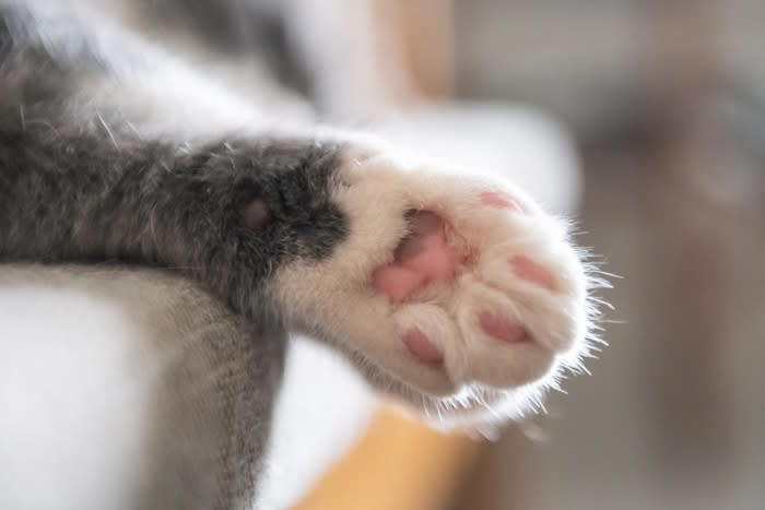 整えた方がいい理由, 足裏の毛を切る方法, お手入れのポイント, 猫のゴキゲンがいいときに行う, バリカンに慣れさせておく, 終わったらごほうびを与える