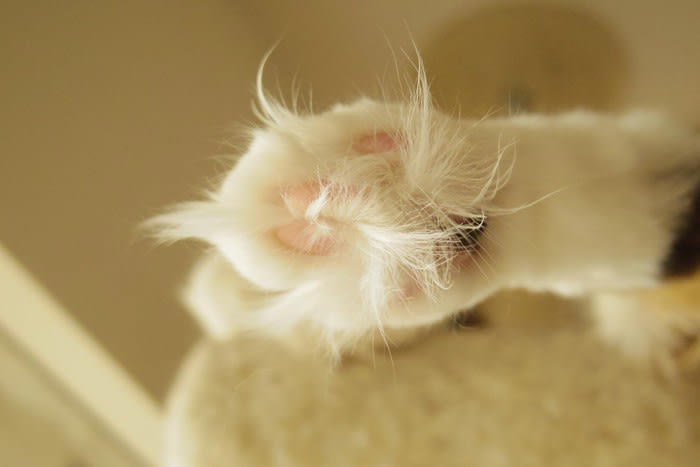 整えた方がいい理由, 足裏の毛を切る方法, お手入れのポイント, 猫のゴキゲンがいいときに行う, バリカンに慣れさせておく, 終わったらごほうびを与える
