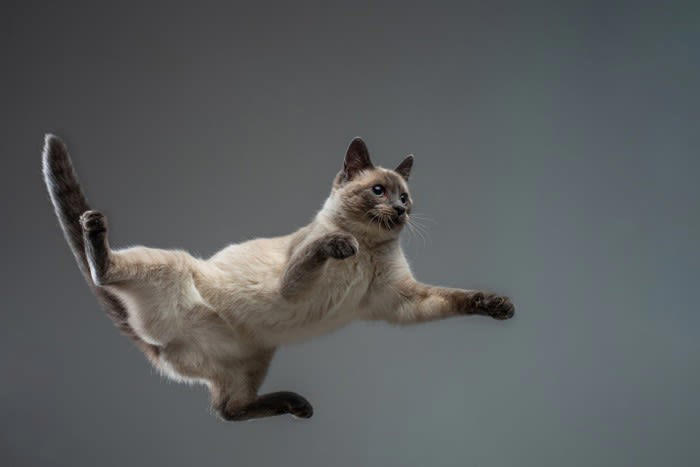 整えた方がいい理由, 足裏の毛を切る方法, お手入れのポイント, 猫のゴキゲンがいいときに行う, バリカンに慣れさせておく, 終わったらごほうびを与える