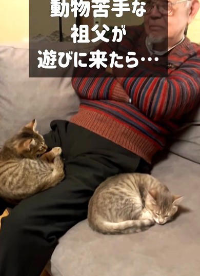 初対面だったジージと子猫たち, 動物が得意ではなかったジージ, 「わざとくっついているのでは？」と思うほど離れない, 無関心だったジージが、少しずつ変化, 普段はここまで甘えない子猫たち