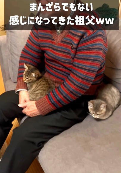 初対面だったジージと子猫たち, 動物が得意ではなかったジージ, 「わざとくっついているのでは？」と思うほど離れない, 無関心だったジージが、少しずつ変化, 普段はここまで甘えない子猫たち