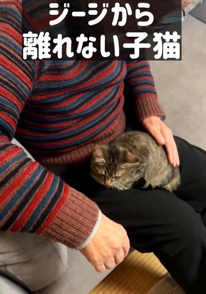 初対面だったジージと子猫たち, 動物が得意ではなかったジージ, 「わざとくっついているのでは？」と思うほど離れない, 無関心だったジージが、少しずつ変化, 普段はここまで甘えない子猫たち
