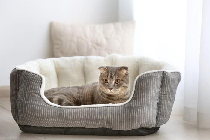 猫と「添い寝」するときにやってはいけない行動5選, 1.無理やり布団に入れる・抱きしめる, 2.香りの強い柔軟剤やアロマを使う, 3.寝返りで潰してしまう場所で寝る, 4.高いベッドから落ちる状態で寝る, 5.寝ている猫を無理に触って起こす, トラブルを防ぐための対策