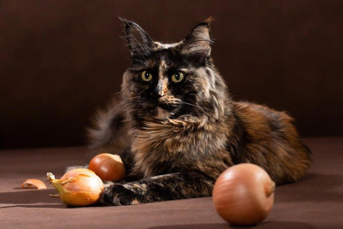 猫にとって「危険すぎる食べ物」5選, 1.ネギ類（玉ねぎ・長ねぎなど）, 2.チョコレート・ココア, 3.ブドウ・レーズン, 4.キシリトール, 「意外と知らない」注意が必要なもの, もし誤飲してしまったら？取るべき行動, 無理に吐かせない, すぐに獣医に連絡, 現物やパッケージを持参, 誤飲を防ぐための環境づくり