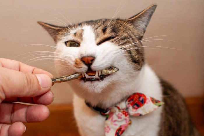 猫にとって「危険すぎる食べ物」5選, 1.ネギ類（玉ねぎ・長ねぎなど）, 2.チョコレート・ココア, 3.ブドウ・レーズン, 4.キシリトール, 「意外と知らない」注意が必要なもの, もし誤飲してしまったら？取るべき行動, 無理に吐かせない, すぐに獣医に連絡, 現物やパッケージを持参, 誤飲を防ぐための環境づくり
