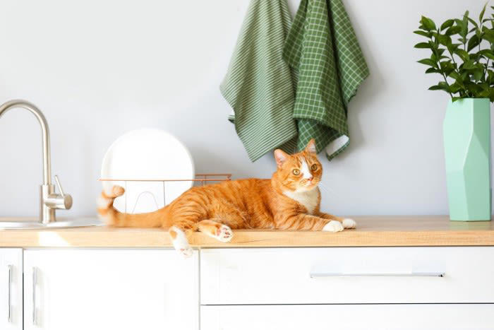 猫にとって「危険すぎる食べ物」5選, 1.ネギ類（玉ねぎ・長ねぎなど）, 2.チョコレート・ココア, 3.ブドウ・レーズン, 4.キシリトール, 「意外と知らない」注意が必要なもの, もし誤飲してしまったら？取るべき行動, 無理に吐かせない, すぐに獣医に連絡, 現物やパッケージを持参, 誤飲を防ぐための環境づくり