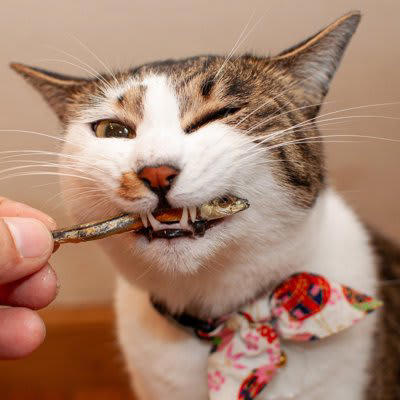 猫にとって「危険すぎる食べ物」5選, 1.ネギ類（玉ねぎ・長ねぎなど）, 2.チョコレート・ココア, 3.ブドウ・レーズン, 4.キシリトール, 「意外と知らない」注意が必要なもの, もし誤飲してしまったら？取るべき行動, 無理に吐かせない, すぐに獣医に連絡, 現物やパッケージを持参, 誤飲を防ぐための環境づくり