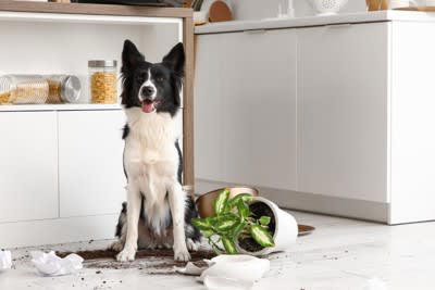 『犬を飼って後悔してしまう』理由５選, 1.自分の生活ペースを乱されるから, 2.部屋が荒らされてしまうから, 3.想像以上に金銭的負担が大きいから, 4.外出に制限がかかるから, 5.しつけの難しさに精神的身体的疲労が蓄積する, 犬を迎える前に知っておくべき現実
