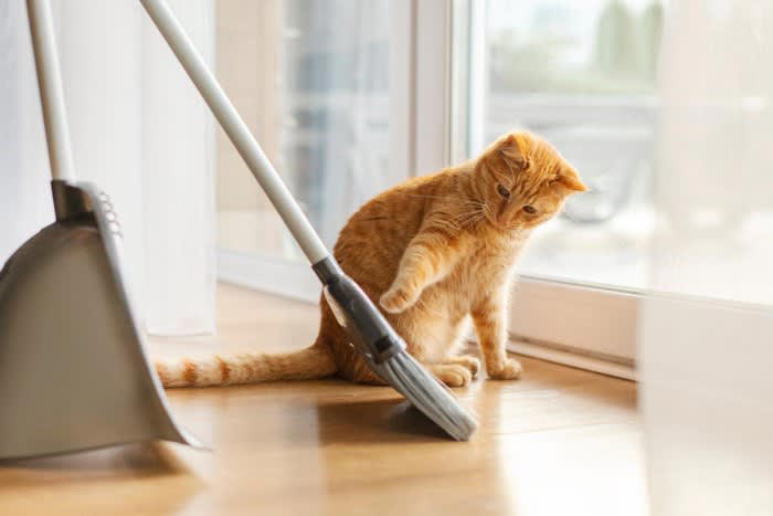 猫にとって「危険すぎる食べ物」5選, 1.ネギ類（玉ねぎ・長ねぎなど）, 2.チョコレート・ココア, 3.ブドウ・レーズン, 4.キシリトール, 「意外と知らない」注意が必要なもの, もし誤飲してしまったら？取るべき行動, 無理に吐かせない, すぐに獣医に連絡, 現物やパッケージを持参, 誤飲を防ぐための環境づくり