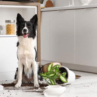 『犬を飼って後悔してしまう』理由５選, 1.自分の生活ペースを乱されるから, 2.部屋が荒らされてしまうから, 3.想像以上に金銭的負担が大きいから, 4.外出に制限がかかるから, 5.しつけの難しさに精神的身体的疲労が蓄積する, 犬を迎える前に知っておくべき現実