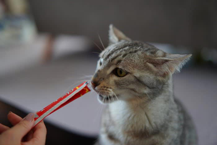 1.飼い主から無視される, 2.不適切なしつけをする, 3.お世話を放棄する, 信頼を取り戻す方法