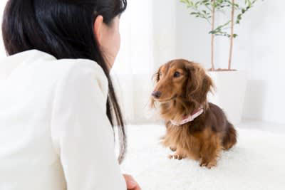 犬が喜ぶ『話しかけ方』５選, 1.しゃがんで目線を合わせる, 2.穏やかでゆったりした口調, 3.柔らかく高めの声のトーン, 4.愛犬が理解できる褒め言葉を使う, 5.笑顔で話しかける, 犬が不安になる注意すべき接し方
