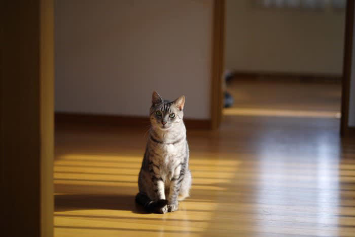1.飼い主から無視される, 2.不適切なしつけをする, 3.お世話を放棄する, 信頼を取り戻す方法