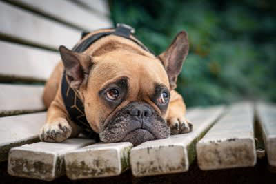 他人に言われたくない愛犬への言葉5つ, 2. くさい・汚い, 4. もうすぐ寿命だね, 5. 雑種でしょう…, 第三者が配慮するべきこと