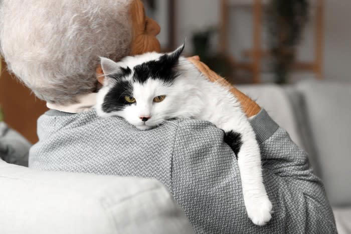 1.母猫との早すぎる別れ, 2.単身者の単独飼育で刺激のない環境, 3.過度な甘やかし, 4.飼い主の不安定な生活リズム, 5.過去の不安や強いストレス体験