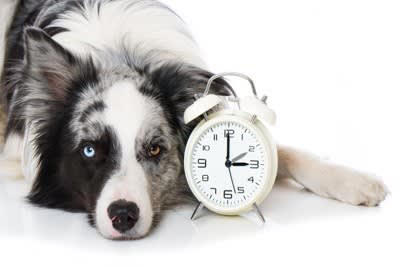 犬はいつも何を考えて生活しているの？, 「ごはんかな？散歩かな？」, 「つまらないなぁ」, 「今日も楽しかったね！」, 愛犬との日々の暮らしを充実させる秘訣