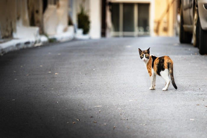 1.母猫との早すぎる別れ, 2.単身者の単独飼育で刺激のない環境, 3.過度な甘やかし, 4.飼い主の不安定な生活リズム, 5.過去の不安や強いストレス体験