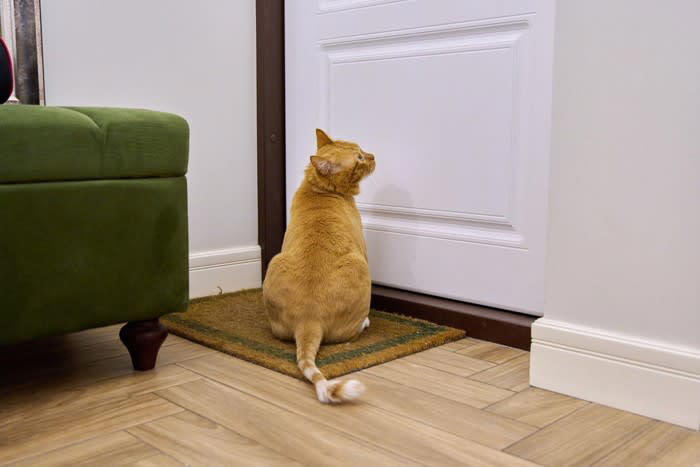1.母猫との早すぎる別れ, 2.単身者の単独飼育で刺激のない環境, 3.過度な甘やかし, 4.飼い主の不安定な生活リズム, 5.過去の不安や強いストレス体験
