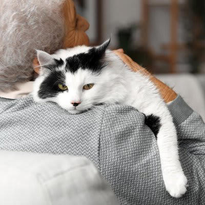 1.母猫との早すぎる別れ, 2.単身者の単独飼育で刺激のない環境, 3.過度な甘やかし, 4.飼い主の不安定な生活リズム, 5.過去の不安や強いストレス体験