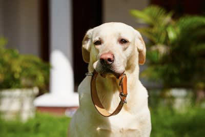 犬はいつも何を考えて生活しているの？, 「ごはんかな？散歩かな？」, 「つまらないなぁ」, 「今日も楽しかったね！」, 愛犬との日々の暮らしを充実させる秘訣
