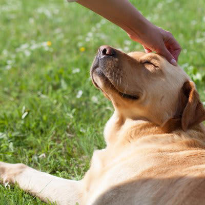 『幸せを感じている犬』がみせる行動５選, 1.脱力した様子でくつろいでいる, 2.柔らかい笑顔で見つめてくる, 3.目の前で無防備な仕草を見せる, 4.満足した様子で深いため息をつく, 5.自分から愛情を示す行動をとる, 日々の生活に満足してもらう方法